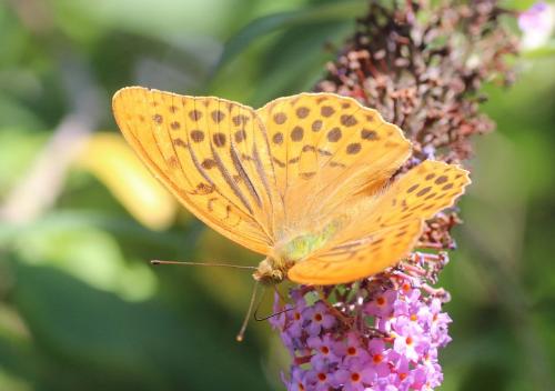 Réf. 234 866 : Argynnis paphia